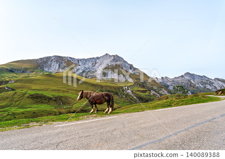 Wild horses at the Col du Soulor, France. Mountain pass in the Pyrenees. Part of the Tour de France 140089388