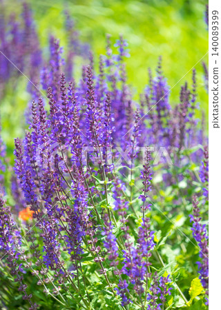 Lavender bush in garden Lavender bush in garden 140089399