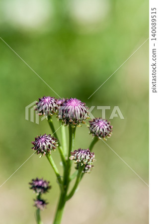 Fox thistle (Kitsuneazami) Fox thistle (Kitsuneazami) 140089515