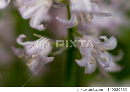 貝爾水仙花 140089583