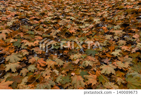 Cold autumn ground covered with fallen maple leaves and patches of snow Cold autumn ground covered with fallen maple leaves and patches of snow 140089673