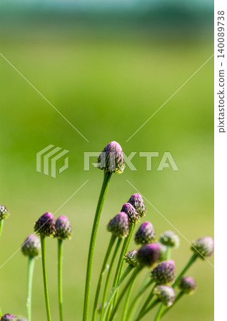 Fox thistle (Kitsuneazami) Fox thistle (Kitsuneazami) 140089738
