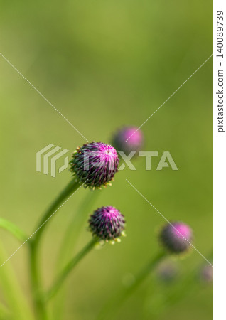 Fox thistle (Kitsuneazami) Fox thistle (Kitsuneazami) 140089739
