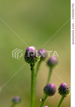 Fox thistle (Kitsuneazami) Fox thistle (Kitsuneazami) 140089740