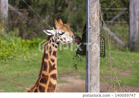 A tall Giraffe eating leaves in the outdoors on a sunny day A tall Giraffe eating leaves in the outdoors on a sunny day 140089747