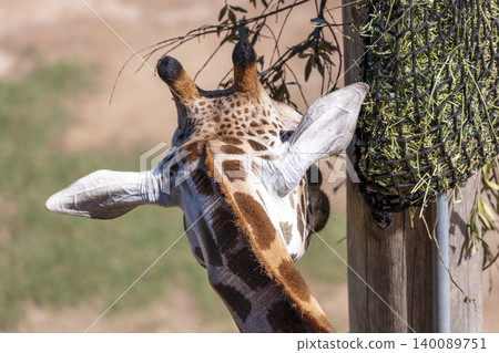 A tall Giraffe eating leaves in the outdoors on a sunny day A tall Giraffe eating leaves in the outdoors on a sunny day 140089751