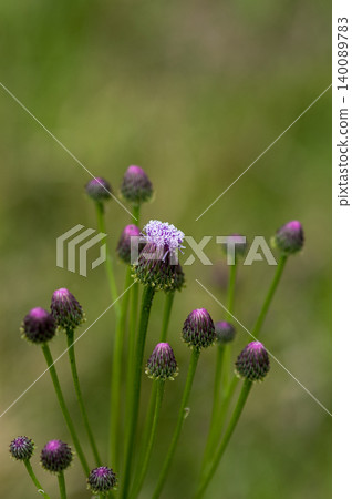 狐薊(Kitsuneazami) 狐薊(Kitsuneazami) 140089783
