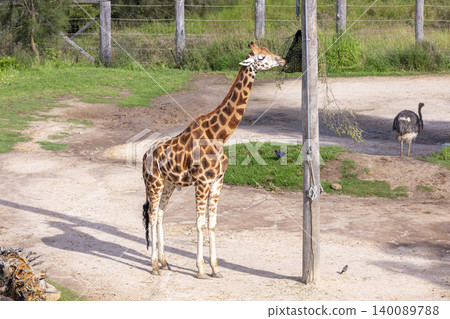 A Giraffe standing tall while eating leaves in the outdoors on a sunny day A Giraffe standing tall while eating leaves in the outdoors on a sunny day 140089788