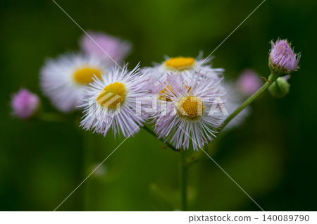 Spring Asters (Fringe) on the Shinano River and Yasuragi Embankment 140089790