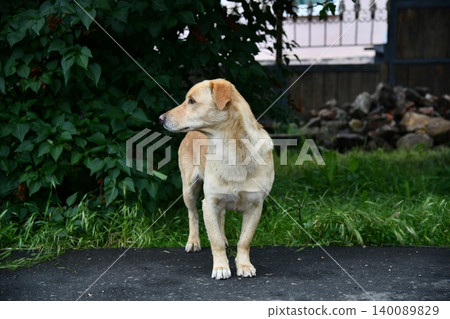 Portrait funny and happy shiba inu puppy dog peeking out from behind a blue banner. Isolated on blue pastel Portrait funny and happy shiba inu puppy dog peeking out from behind a blue banner. Isolated on blue pastel 140089829