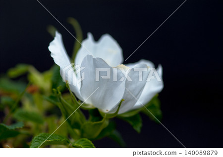 White flowers of Hamanasu White flowers of Hamanasu 140089879