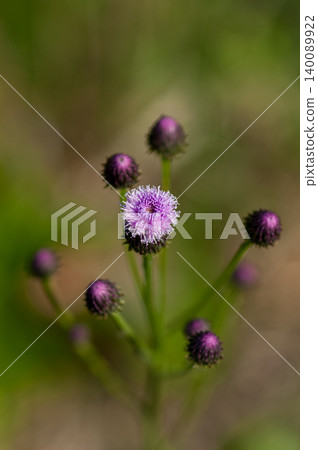 狐薊(Kitsuneazami) 狐薊(Kitsuneazami) 140089922