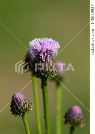 Fox thistle (Kitsuneazami) Fox thistle (Kitsuneazami) 140089927