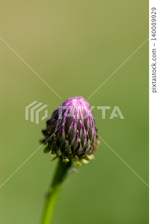 狐薊(Kitsuneazami) 狐薊(Kitsuneazami) 140089929