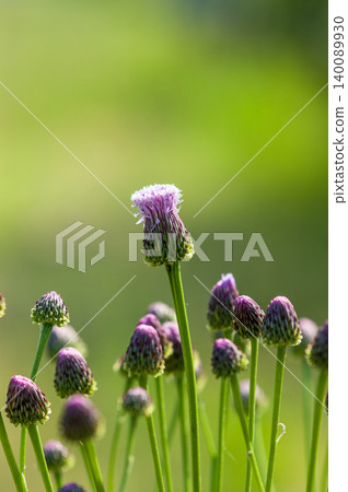 狐薊(Kitsuneazami) 狐薊(Kitsuneazami) 140089930
