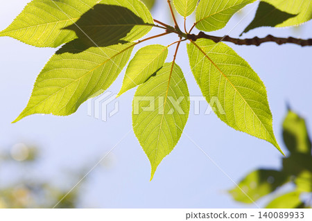 The green leaves in the fresh green season are beautiful The green leaves in the fresh green season are beautiful 140089933