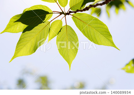 The green leaves in the fresh green season are beautiful The green leaves in the fresh green season are beautiful 140089934