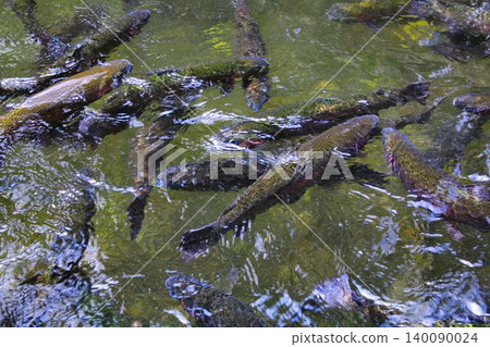 在清澈的溪流中游泳…虹鱒魚 在清澈的溪流中游泳…虹鱒魚 140090024