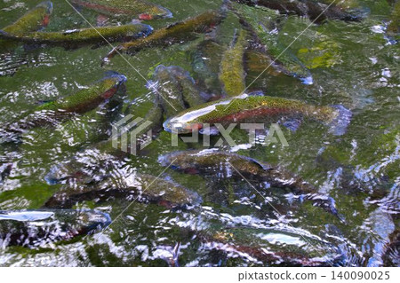Swimming in a clear stream... Rainbow trout Swimming in a clear stream... Rainbow trout 140090025