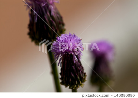 Fox thistle (Kitsuneazami) Fox thistle (Kitsuneazami) 140090090