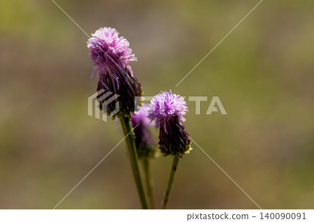 Fox thistle (Kitsuneazami) Fox thistle (Kitsuneazami) 140090091