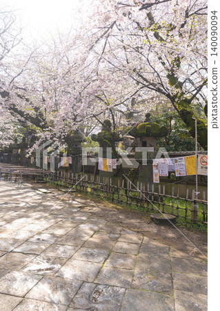 Spring scenery of cherry blossoms and stone lanterns in Ueno Park 140090094