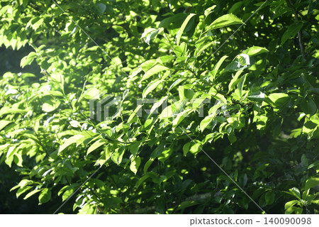 環保背景資料 環保背景資料 140090098