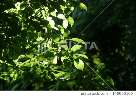 Eco-friendly background material Eco-friendly background material 140090100