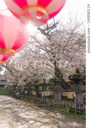 上野公園春意盎然,櫻花盛開,石燈籠和紙燈籠點綴其間。 上野公園春意盎然,櫻花盛開,石燈籠和紙燈籠點綴其間。 140090114