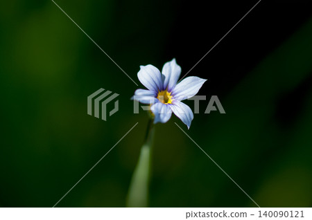 花園石鳶尾的白花 140090121