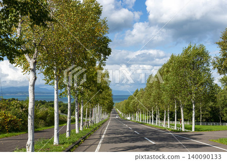 北海道一條路兩旁種滿了白樺樹,初夏時節景色宜人。 北海道一條路兩旁種滿了白樺樹,初夏時節景色宜人。 140090133