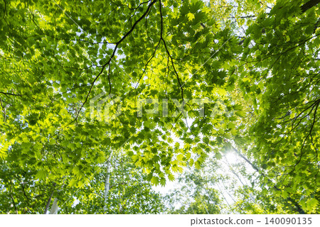 A natural scene of early summer, with sunlight filtering through the fresh green leaves. 140090135