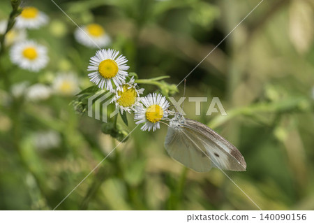 Cabbage white butterfly sucking nectar of flowers Cabbage white butterfly sucking nectar of flowers 140090156