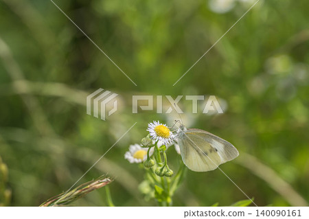 Cabbage white butterfly sucking nectar of flowers Cabbage white butterfly sucking nectar of flowers 140090161