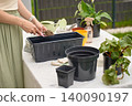Woman adds clay pebbles to black planter box with trowel on garden table 140090197