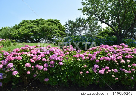 Early summer flowers Hydrangea garden 140090245