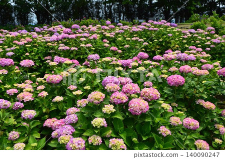 初夏的繡球花花園 初夏的繡球花花園 140090247