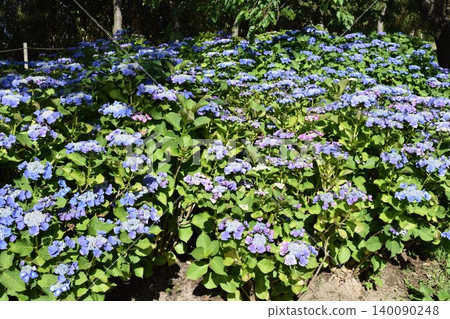 Early summer flowers Hydrangea garden 140090248
