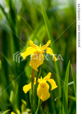 Yellow iris flowers on the Shinano River and Yasuragi embankment 140090249