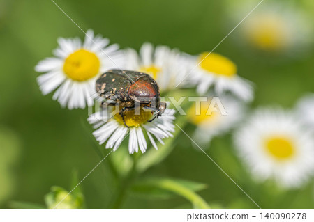 Gametis jucunda 吃花粉 Gametis jucunda 吃花粉 140090278