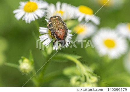 Gametis jucunda eating flower pollen Gametis jucunda eating flower pollen 140090279