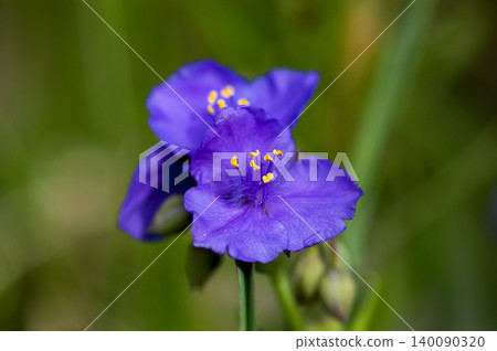 紫色露珠花 140090320