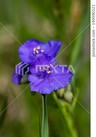 紫色露珠花 紫色露珠花 140090321