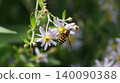 一隻食蚜蠅（日本食蚜蠅）沿著兩旁長滿野生菊花的小路吸食空氣。 140090388