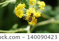 一隻食蚜蠅（日本紫菀）正在吸食金菊花的花蜜。 140090423