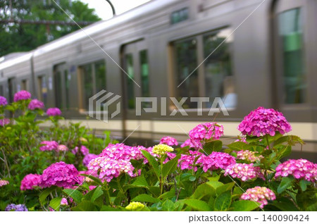 Hydrangea and Inokashira Line Hydrangea and Inokashira Line 140090424