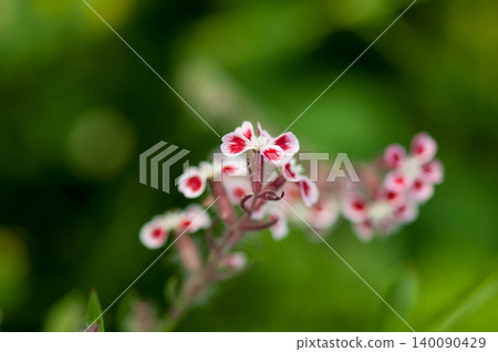 白花賽琳娜 140090429
