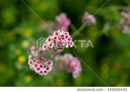 白花賽琳娜 140090430