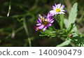 一隻中華扁角寄蠅正在吸食野生菊花的花蜜。 140090479