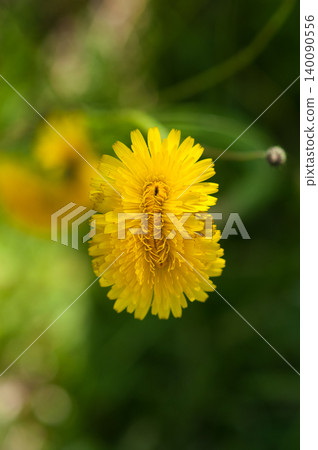 Pork cabbage double-headed flower Pork cabbage double-headed flower 140090556
